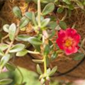 Portulaca umbraticola 'Cupcake'