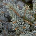 Picea pungens