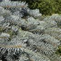 Picea pungens 'Glauca Pendula'