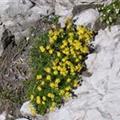 Saxifraga aizoides