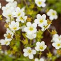 Saxifraga 'Touran'