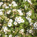 Potentilla fruticosa 'Bella Bianca'®