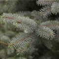 Picea pungens 'Blue Diamond'