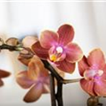 Phalaenopsis, orange