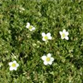 Saxifraga x arendsii 'Frühlingsschnee'