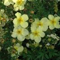 Potentilla fruticosa 'Darts Sunnyboy'