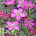 Saxifraga x arendsii 'Peter Pan'