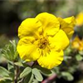 Potentilla fruticosa 'Goldfinger'