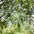 Quercus rubra