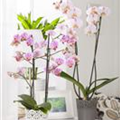 Phalaenopsis, rosa