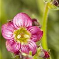 Saxifraga x arendsii 'Rosenzwerg'