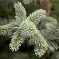 Picea pungens 'Koster'