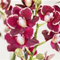 Phalaenopsis, rot