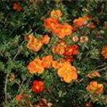 Potentilla fruticosa 'Red Ace'