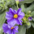 Solanum rantonnetii