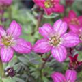 Saxifraga x arendsii, rosa