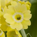 Primula auricula