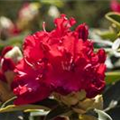 Rhododendron 'Wilgen´s Ruby'