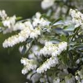 Pieris japonica