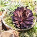 Sempervivum 'Mercury'