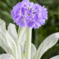 Primula denticulata