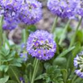 Primula denticulata 'Blaue Auslese'