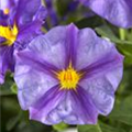 Solanum rantonnetii 'Blue Fountain'