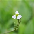 Sagittaria sagittifolia