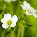 Saxifraga x arendsii, weiß