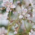 Saxifraga x urbium