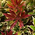 Pieris japonica 'Carnaval'