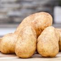 Solanum tuberosum