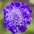 Scabiosa columbaria