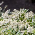 Pieris japonica 'Cupido'