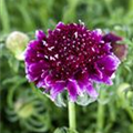 Scabiosa columbaria 'Barocca'