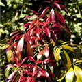 Pieris japonica 'Forest Flame'