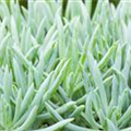 Senecio 'Aquarine® Mount Everest'