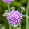 Scabiosa japonica 'Pink Diamonds'