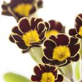 Primula elatior 'Gold Lace'