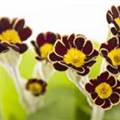 Primula elatior 'Victoriana'