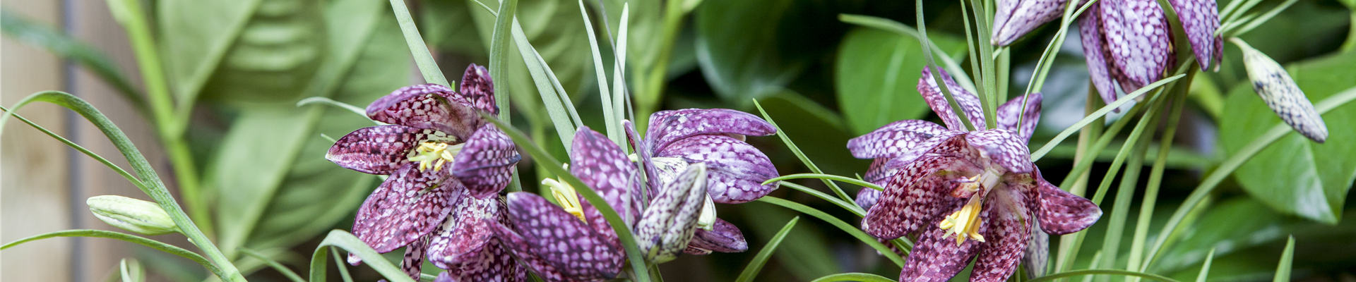 Fritillaria meleagris