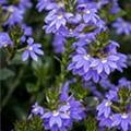 Scaevola aemula