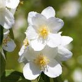 Philadelphus 'Belle Etoile'