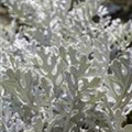 Senecio cineraria