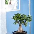 Ficus microcarpa 'Ginseng'