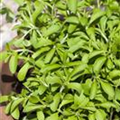 Stevia rebaudiana