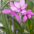 Rhodohypoxis baurii