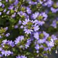 Scaevola saligna 'Blue Angel'