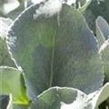 Senecio cineraria 'Angel Wings'