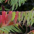 Rhus typhina